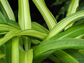 インドハマユウ　葉っぱ