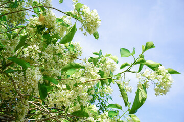 white fragrant Vallaris flower
