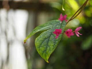 ピンクの花　ベニゲンペイカズラ