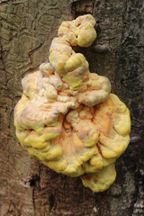 Chicken-of-the-woods fungus on a dead green ash tree killed by the emerald ash borer at Camp Ground Road Woods in Des Plaines, Illinois