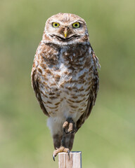 Burrowing owl standing on one leg atop a post with a smooth green background 