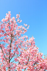 河津桜　早咲きの桜	