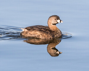 Pied-billed Grebe on smooth water with a nice reflection