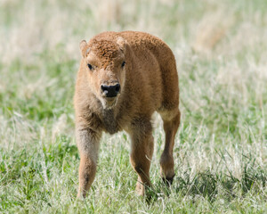 Bison calf alone in a green field