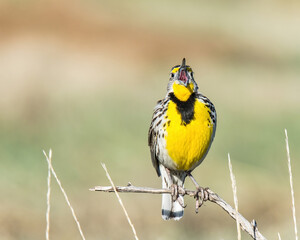 Western Meadowlark singing from a branch against a smooth background 