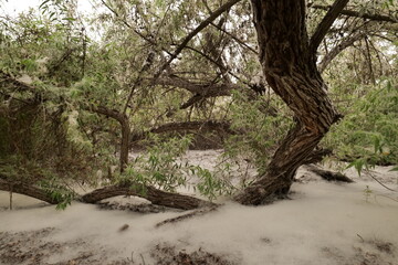 In the spring and summer, fluff appears on some plants (willow, poplar) and the landscape becomes...
