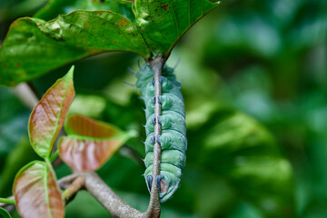 Atlas Moth Caterpillar (Attacus Atlas) on green leaf
