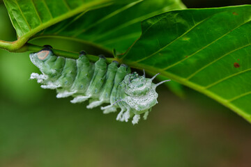 Atlas Moth Caterpillar (Attacus Atlas) on green leaf
