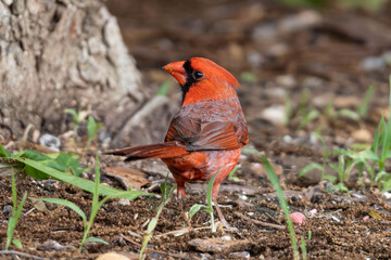 Cardinal Posing for Photo