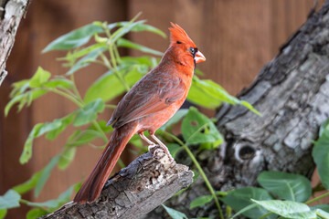 Beautiful Cardinal