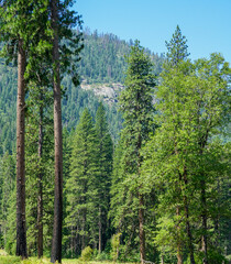 Shot of the trees at Yosemite National Park in California