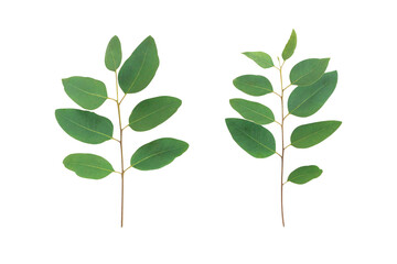Set of branch and leaves eucalyptus on white background