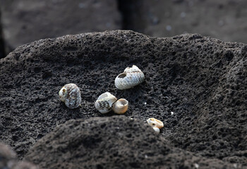 Seashells on a black porous stone close-up