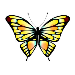 綺麗な蝶々のイラスト