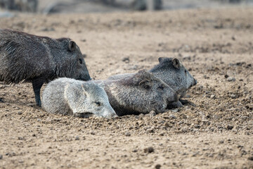 Pecari or javelina or skunk pigs in the Parque Zoologico Lecoq in the capital of Montevideo in Uruguay.