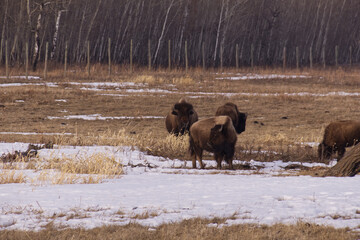 Plains Bison in a Melting Snowfield