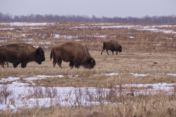Plains Bison in a Melting Snowfield
