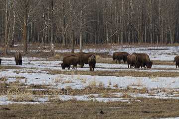 Fototapeta premium Plains Bison in a Melting Snowfield