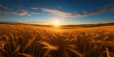 Field of golden wheat against the background of the morning sun in the sky with clouds. AI  generation  - obrazy, fototapety, plakaty