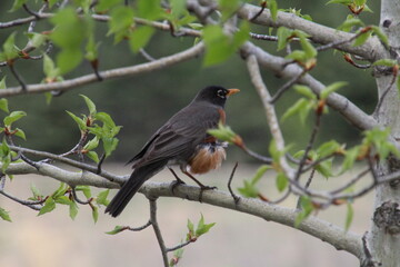Fototapeta premium robin on a branch