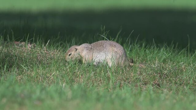 Richardson's ground squirrel (Urocitellus richardsonii), Inglewood Bird Sanctuary, Calgary, Alberta, Canada,