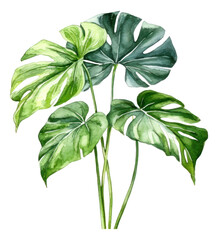 Green tropical leave of monstera or split-leaf philodendron. Watercolor illustration isolated. Generative AI.
