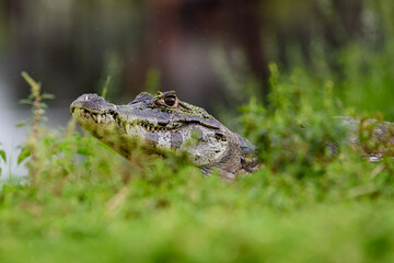 fotos de natureza pantanal brasil