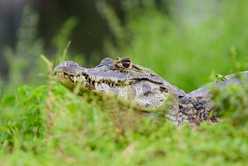 fotos de natureza pantanal brasil