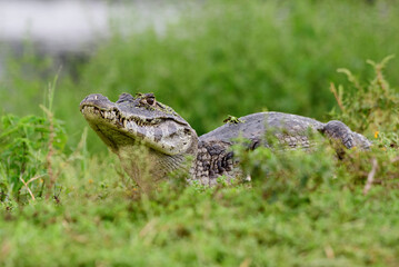 fotos de natureza pantanal brasil