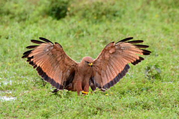 fotos de natureza pantanal brasil