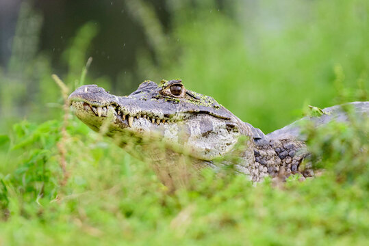 fotos de natureza pantanal brasil