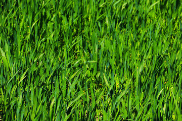 green grass weed plant nature landscape