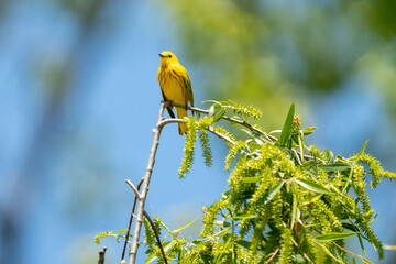 Yellow Warbler Bird In Tree