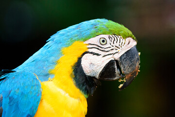 fotos de natureza pantanal brasil