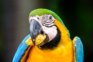 fotos de natureza pantanal brasil