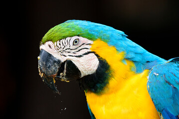 fotos de natureza pantanal brasil