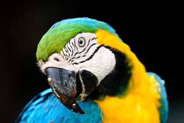 fotos de natureza pantanal brasil