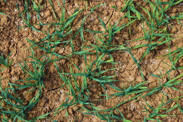 green grass weed plant nature landscape
