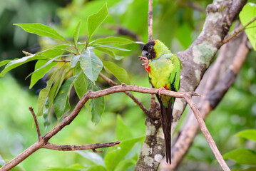 fotos de natureza pantanal brasil