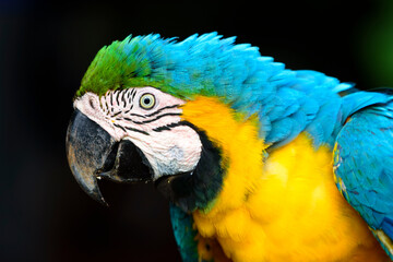 fotos de natureza pantanal brasil