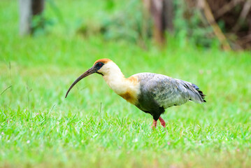 fotos de natureza pantanal brasil