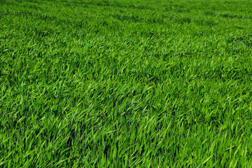 green grass weed plant nature landscape