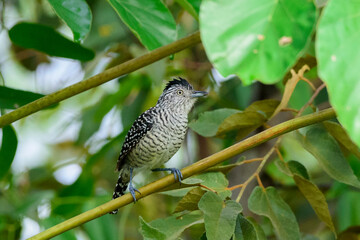 fotos de natureza pantanal brasil