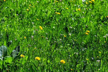 green grass weed plant nature landscape