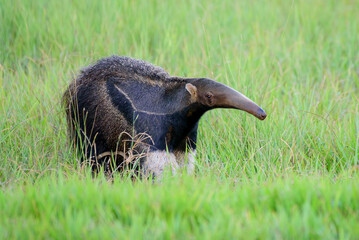 fotos de natureza pantanal brasil