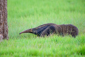 fotos de natureza pantanal brasil