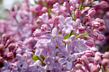 Purple Shades of Lilac Flowers