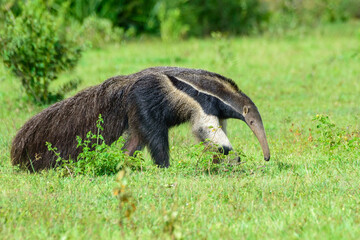 fotos de natureza pantanal brasil