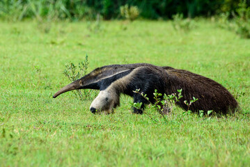 fotos de natureza pantanal brasil