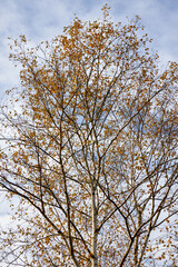 Autumn Tree and Leaves